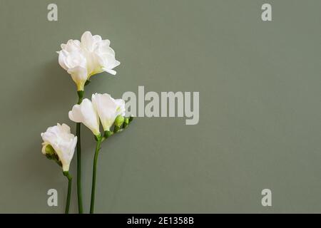 Vista dall'alto di tre fiori bianchi di freesia su sfondo verde vintage. Concetto di bellezza pulita, spa, concetto di bellezza magra. Il tuo prodotto qui. Spazio per a. Foto Stock