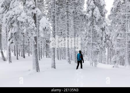 Una donna solista cammina attraverso una foresta innevata in una foresta alpina in inverno. Foto Stock
