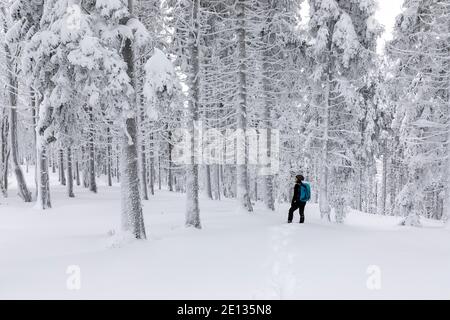 Una donna solista cammina attraverso una foresta innevata in una foresta alpina in inverno. Foto Stock