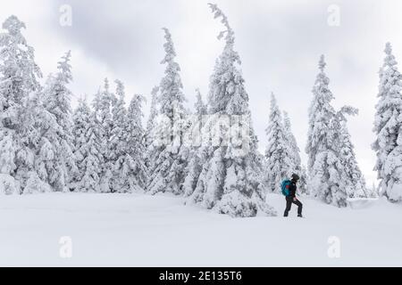Donna escursioni in neve coperta paesaggio invernale, bella neve pini Foto Stock