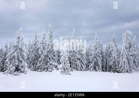 alberi di abete innevati nel paesaggio invernale Foto Stock