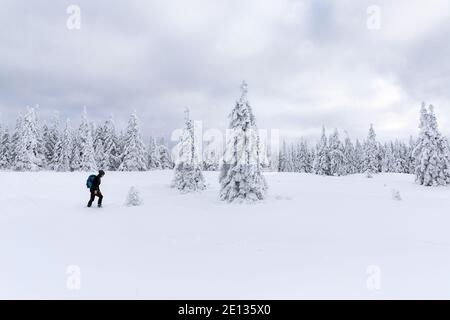 Donna escursioni in neve coperta paesaggio invernale, bella neve pini Foto Stock