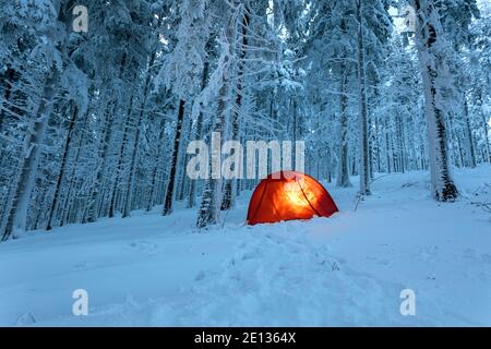 Tenda illuminata campo selvaggio al crepuscolo nella foresta, alberi coperti di neve Foto Stock