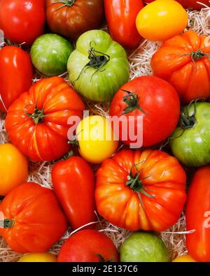 pomodori di primo apparire anche noto come collezione di pomodori patrimonio Foto Stock