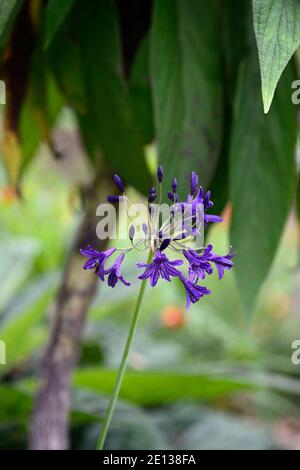 agapanthus, fiori blu navy, echio, schema di piantagione mista, combinazione, giardino, RM Floral Foto Stock