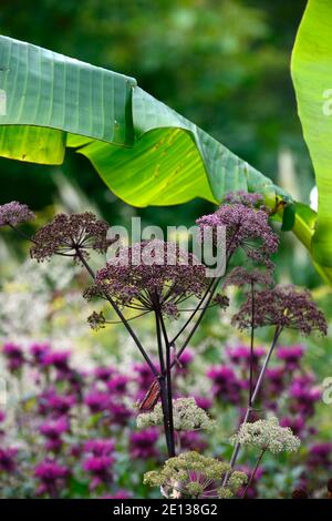 Angelica sylvestris purea Mead del Vicar,Angelica selvaggia,steli viola,fiori viola,teste di fioritura,ombelliferi,ombelliferi,giardino,biennale,musica,monarda,mi Foto Stock