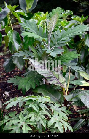 Bocconia frutescens, papavero plume, papavero albero, celandine albero, parrotweed, daisy occhio di mare, John Crow Bush, foglie, fogliame, canna, RM Floral Foto Stock