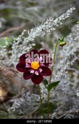 Dahlia notte Butterfly,collarette dalie,viola bianco a base di mirtillo palustre increspato fiori,fioritura,fiore,dahlia,RM Floral Foto Stock