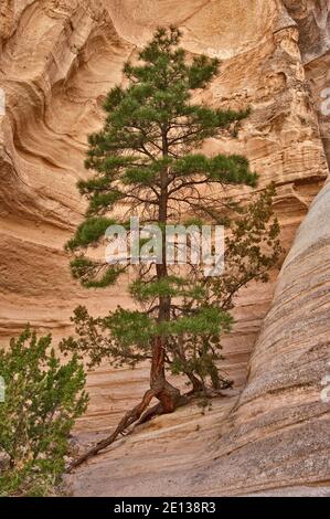 Ponderosa Pine cresce su roccia arenaria, Slot Canyon Trail a tenda Kasha-Katuwe Rocks National Monument, Nuovo Messico, STATI UNITI D'AMERICA Foto Stock