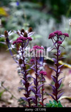 Hylotephium Red Cauli,Cauli rossi stonecrop,Cauli rossi del sedum telephium,Cauli rossi del Sedum,succulente Perenni, succulenti, fiori rossi, fioritura, RM Floral Foto Stock