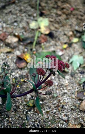 Hylotephium Red Cauli,Cauli rossi stonecrop,Cauli rossi del sedum telephium,Cauli rossi del Sedum,succulente Perenni, succulenti, fiori rossi, fioritura, RM Floral Foto Stock