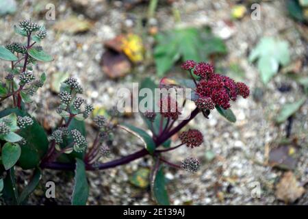 Hylotephium Red Cauli,Cauli rossi stonecrop,Cauli rossi del sedum telephium,Cauli rossi del Sedum,succulente Perenni, succulenti, fiori rossi, fioritura, RM Floral Foto Stock