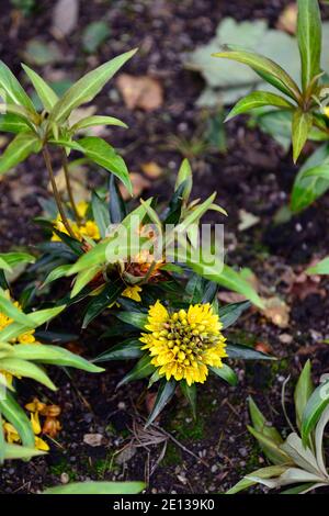 Lysimachia paridiformis var stenophylla,fiori gialli,fioritura,sempreverdi,ombra amorevole,ombreggiato,giardino boschivo,RM Floral Foto Stock
