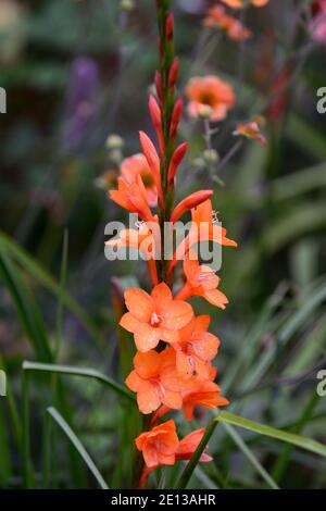 Watsonia pyramidata Peach Glow,Bugle Giglio,arancio,fiore,fiori,Spike,Spikes,perenne,RM Floral Foto Stock