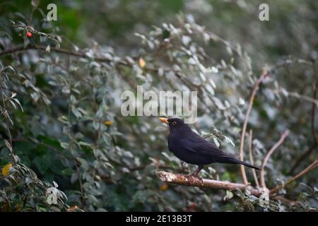 Brighton UK 4 gennaio 2021 - UN uccello nero alla ricerca di cibo intorno Queens Park in una giornata fredda e umida a Brighton : Credit Simon Dack / Alamy Live News Foto Stock