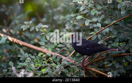 Brighton UK 4 gennaio 2021 - UN uccello nero alla ricerca di cibo intorno Queens Park in una giornata fredda e umida a Brighton : Credit Simon Dack / Alamy Live News Foto Stock