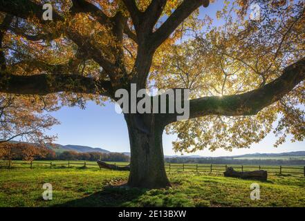 Secolari querce in autunno mattina in controluce. Toscana, Italia Europa. Foto Stock