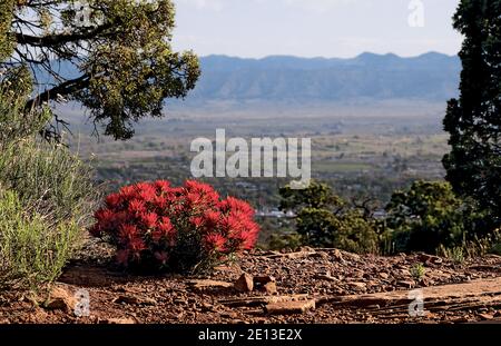 Desert Indian Paintbrush Castilleja Angustifolia Foto Stock