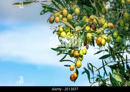 Olivo con ottima produttività di olive verdi, Creta, Grecia. Foto Stock