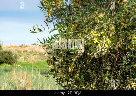 Olivo con ottima produttività di olive verdi, Creta, Grecia. Foto Stock