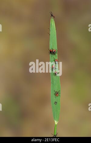 Zecche sull'erba Foto Stock