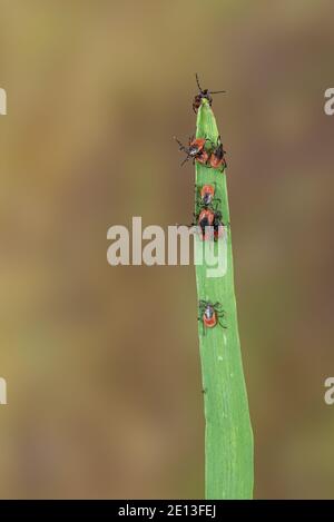 Zecche sull'erba Foto Stock