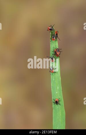 Zecche sull'erba Foto Stock