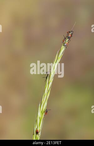 Zecche sull'erba Foto Stock