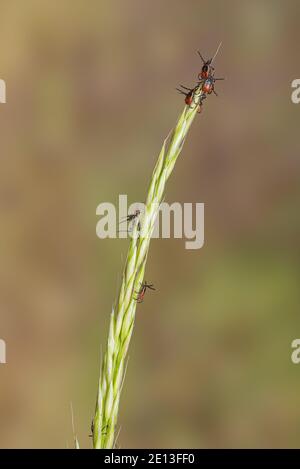 Zecche sull'erba Foto Stock