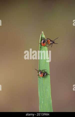 Zecche ixodes ricino su erba Foto Stock