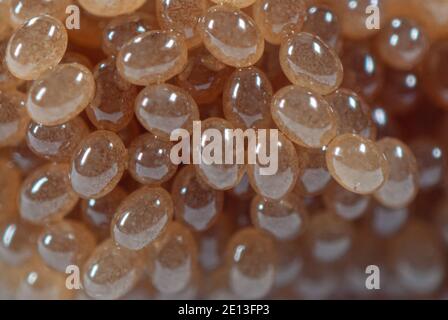 Ixodes ricinusEggs, Eigelege einer Zecke, Ansammlung von Zeckeneiern, Ixodes ricinus Eier Foto Stock