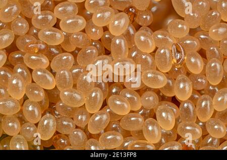 Ixodes ricinusEggs, Eigelege einer Zecke, Ansammlung von Zeckeneiern, Ixodes ricinus Eier Foto Stock