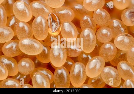 Ixodes ricinusEggs, Eigelege einer Zecke, Ansammlung von Zeckeneiern, Ixodes ricinus Eier Foto Stock