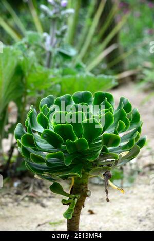 Aeonium undulatum,aeonium stalked,hoouseleek,foglie verdi pallidi,foglie carnose,rosette,succulente,succulenti,perenne sempreverde diritto,sucrulente subshru Foto Stock