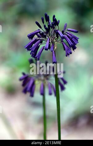 Agapanthus inapertus Black Magic,fiori di indaco scuro,fiori quasi neri,fiore,fioritura,fiori molto scuri,RM Floreale Foto Stock