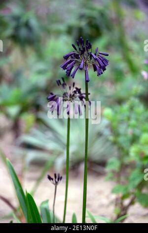 Agapanthus inapertus Black Magic,fiori di indaco scuro,fiori quasi neri,fiore,fioritura,fiori molto scuri,RM Floreale Foto Stock