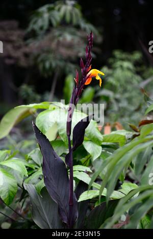 Canna Semaphore, fiori giallo arancio ardente, fogliame bronzo scuro, foglie scure, canna giglio sempahore, canna Gigli, RM Floral Foto Stock