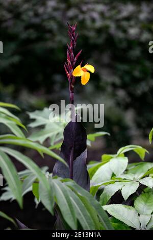 Canna Semaphore, fiori giallo arancio ardente, fogliame bronzo scuro, foglie scure, canna giglio sempahore, canna Gigli, RM Floral Foto Stock