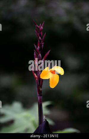 Canna Semaphore, fiori giallo arancio ardente, fogliame bronzo scuro, foglie scure, canna giglio sempahore, canna Gigli, RM Floral Foto Stock