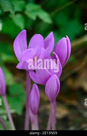 Colchicum autumnale Nancy Lindsay, fiori viola malva, fiori viola malva, fiore, crocus autunno, fiori d'autunno, fioritura, RM floreale Foto Stock