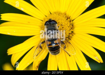 Große Bienenschwebfliege, Bienen-Schwebfliege, Mistbiene, Schlammfliege, Scheinbienen-Keilfleckschwebfliege, Weibchen, Eristalis tenax, drone fly, dro Foto Stock