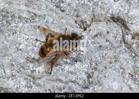 Große Bienenschwebfliege, Bienen-Schwebfliege, Mistbiene, Schlammfliege, Scheinbienen-Keilfleckschwebfliege, Männchen, Eristalis tenax, drone fly, dro Foto Stock