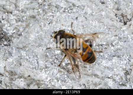 Große Bienenschwebfliege, Bienen-Schwebfliege, Mistbiene, Schlammfliege, Scheinbienen-Keilfleckschwebfliege, Männchen, Eristalis tenax, drone fly, dro Foto Stock