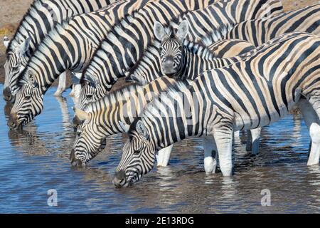 Pianure Zebra (Equus quagga) mandria che beve in un buco d'acqua, foal guardando la macchina fotografica, Etosha parco nazionale, Namibia. Foto Stock