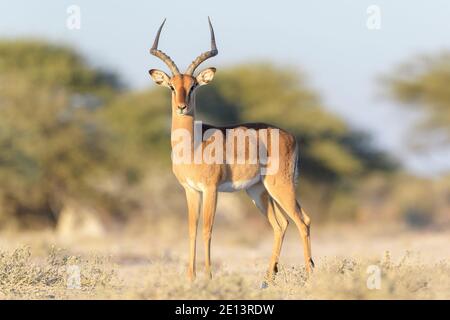 Impala nera (Aepyceros melampus petersi), maschio, in piedi sulla savana, Etosha National Park, Namibia Foto Stock