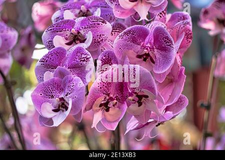 Fiori viola Falaenopsis orchidea. O orchidea della luna, orchidea della falce. Rosa puntinato. La residenza ufficiale di Shilin a Taipei, Taiwan. Marzo 2020. Foto Stock
