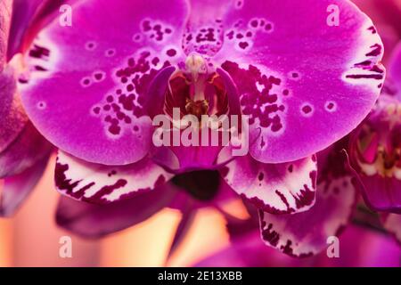 Fiori viola Falaenopsis orchidea. O orchidea della luna, orchidea della falce. Rosa puntinato. La residenza ufficiale di Shilin a Taipei, Taiwan. Marzo 2020. Foto Stock