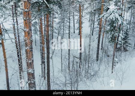 Tronchi gialli di pini alti nella foresta invernale. Rami di alberi sono coperti di neve fresca. Foto Stock