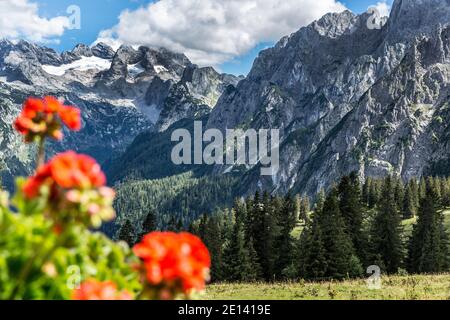 Vista dal Sonnenalm al Ghiacciaio Dachstein con fiori rossi in primo piano, Austria, Europa Foto Stock