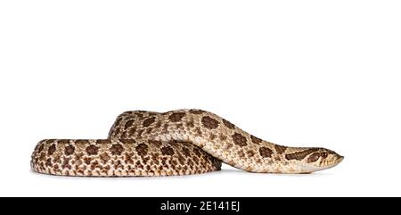 Serpente di Hognose occidentale aka Heterodon nasicus, isolato su sfondo bianco. Foto Stock